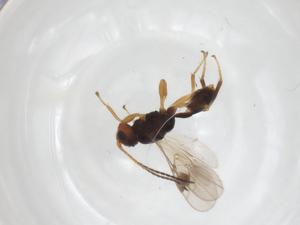  (Leiophron Malaise1111 - CBG-A33545-A02)  @11 [ ] CreativeCommons - Attribution Share - Alike (2024) Centre for Biodiversity Genomics Centre for Biodiversity Genomics