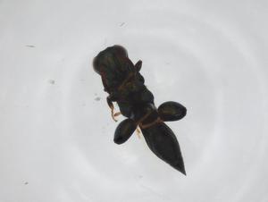  (chalMalaise01 Malaise7927 - CBG-A33545-F07)  @11 [ ] CreativeCommons - Attribution Share - Alike (2024) Centre for Biodiversity Genomics Centre for Biodiversity Genomics