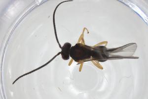  (opiMalaise01 malaise0142 - CBG-A33545-H03)  @11 [ ] CreativeCommons - Attribution Share - Alike (2024) Centre for Biodiversity Genomics Centre for Biodiversity Genomics