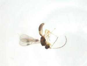  ( - CBG-A33547-H04)  @11 [ ] CreativeCommons - Attribution Share - Alike (2024) Centre for Biodiversity Genomics Centre for Biodiversity Genomics