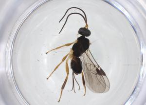  ( - CBG-A33558-H10)  @11 [ ] CreativeCommons - Attribution Share - Alike (2024) Centre for Biodiversity Genomics Centre for Biodiversity Genomics