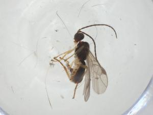  ( - CBG-A33559-D10)  @11 [ ] CreativeCommons - Attribution Share - Alike (2024) Centre for Biodiversity Genomics Centre for Biodiversity Genomics