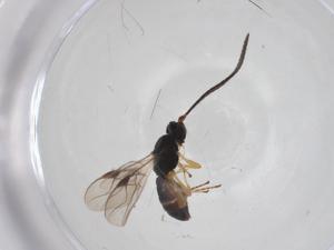  (opiMalaise01 malaise9605 - CBG-A33563-C10)  @11 [ ] CreativeCommons - Attribution Share - Alike (2024) Centre for Biodiversity Genomics Centre for Biodiversity Genomics