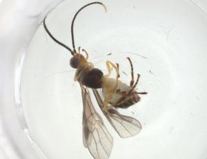  ( - CBG-A33571-A12)  @11 [ ] CreativeCommons - Attribution Share - Alike (2024) Centre for Biodiversity Genomics Centre for Biodiversity Genomics