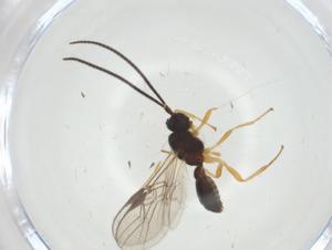  ( - CBG-A33571-E11)  @11 [ ] CreativeCommons - Attribution Share - Alike (2024) Centre for Biodiversity Genomics Centre for Biodiversity Genomics