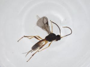  ( - CBG-A33580-F12)  @11 [ ] CreativeCommons - Attribution Share - Alike (2024) Centre for Biodiversity Genomics Centre for Biodiversity Genomics