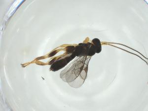  ( - CBG-A33582-G10)  @11 [ ] CreativeCommons - Attribution Share - Alike (2024) Centre for Biodiversity Genomics Centre for Biodiversity Genomics