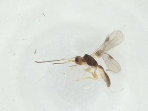  (Heterospilus Malaise9681 - CBG-A33596-A02)  @11 [ ] CreativeCommons - Attribution Share - Alike (2024) Centre for Biodiversity Genomics Centre for Biodiversity Genomics