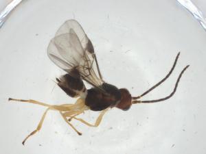  ( - CBG-A33598-D10)  @11 [ ] CreativeCommons - Attribution Share - Alike (2024) Centre for Biodiversity Genomics Centre for Biodiversity Genomics