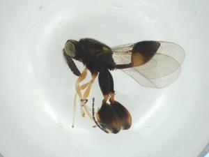  (chalMalaise01 Malaise0578 - CBG-A33602-D09)  @11 [ ] CreativeCommons - Attribution Share - Alike (2024) Centre for Biodiversity Genomics Centre for Biodiversity Genomics