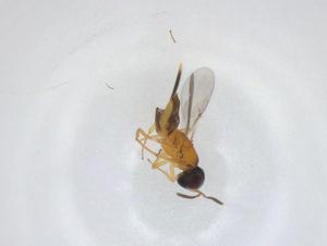  (chalMalaise01 malaise4536 - CBG-A33603-E02)  @11 [ ] CreativeCommons - Attribution Share - Alike (2024) Centre for Biodiversity Genomics Centre for Biodiversity Genomics