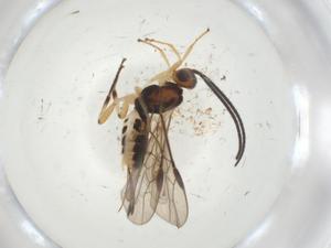  ( - CBG-A34228-B04)  @11 [ ] CreativeCommons - Attribution Share - Alike (2024) Centre for Biodiversity Genomics Centre for Biodiversity Genomics