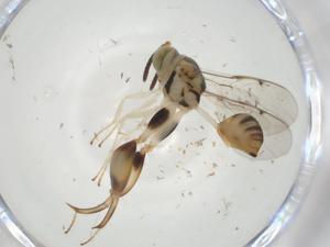  (chalMalaise01 Malaise4940 - CBG-A34250-D09)  @11 [ ] CreativeCommons - Attribution Share - Alike (2024) Centre for Biodiversity Genomics Centre for Biodiversity Genomics