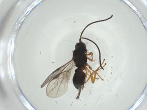  (opiMalaise01 Malaise3618 - CBG-A34251-E10)  @11 [ ] CreativeCommons - Attribution Share - Alike (2024) Centre for Biodiversity Genomics Centre for Biodiversity Genomics