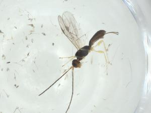  ( - CBG-A34261-D02)  @11 [ ] CreativeCommons - Attribution Share - Alike (2024) Centre for Biodiversity Genomics Centre for Biodiversity Genomics