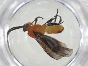  ( - CBG-A34274-G06)  @11 [ ] CreativeCommons - Attribution Share - Alike (2024) Centre for Biodiversity Genomics Centre for Biodiversity Genomics