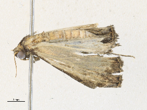  (Phlyctaina Malaise4120 - CBG-A34334-A02)  @11 [ ] CreativeCommons - Attribution Share-Alike (2024) CBG Photography Group Centre for Biodiversity Genomics