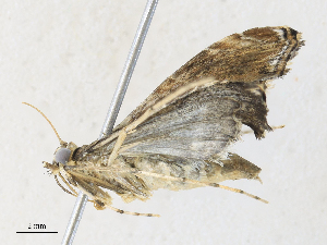 (Aulacodes BioLep1990 - CBG-A34335-B04)  @11 [ ] CreativeCommons - Attribution Share - Alike (2024) CBG Photography Group Centre for Biodiversity Genomics