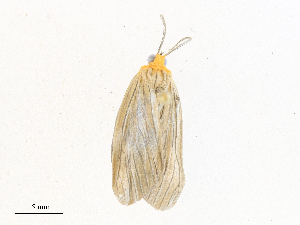  (ereMalaise01 Malaise1438 - CBG-A34337-D01)  @11 [ ] CreativeCommons - Attribution Share - Alike (2024) CBG Photography Group Centre for Biodiversity Genomics