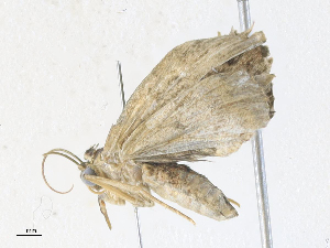  (Metalectra Malaise8927 - CBG-A34338-F04)  @11 [ ] CreativeCommons - Attribution Share - Alike (2024) CBG Photography Group Centre for Biodiversity Genomics