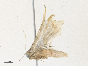  ( - CBG-A34340-C06)  @11 [ ] CreativeCommons - Attribution Share - Alike (2024) CBG Photography Group Centre for Biodiversity Genomics