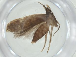  ( - CBG-A34552-D02)  @11 [ ] CreativeCommons - Attribution Share - Alike (2024) Centre for Biodiversity Genomics Centre for Biodiversity Genomics