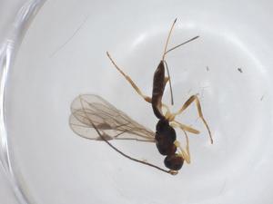  ( - CBG-A34553-D05)  @11 [ ] CreativeCommons - Attribution Share - Alike (2024) Centre for Biodiversity Genomics Centre for Biodiversity Genomics