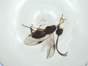  ( - CBG-A34555-F04)  @11 [ ] CreativeCommons - Attribution Share - Alike (2024) Centre for Biodiversity Genomics Centre for Biodiversity Genomics