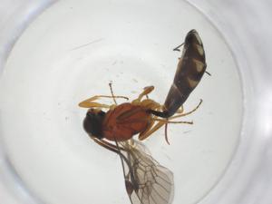  ( - CBG-A34560-A06)  @11 [ ] CreativeCommons - Attribution Share - Alike (2024) Centre for Biodiversity Genomics Centre for Biodiversity Genomics