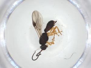  ( - CBG-A34560-D03)  @11 [ ] CreativeCommons - Attribution Share - Alike (2024) Centre for Biodiversity Genomics Centre for Biodiversity Genomics