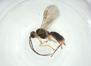  ( - CBG-A34561-B01)  @11 [ ] CreativeCommons - Attribution Share - Alike (2024) Centre for Biodiversity Genomics Centre for Biodiversity Genomics