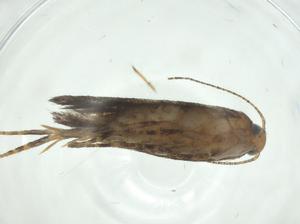  ( - CBG-A34595-G01)  @11 [ ] CreativeCommons - Attribution Share - Alike (2024) Centre for Biodiversity Genomics Centre for Biodiversity Genomics