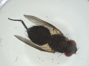  (Chaetostigmoptera Malaise1539 - CBG-A34599-B10)  @11 [ ] CreativeCommons - Attribution Share - Alike (2024) Centre for Biodiversity Genomics Centre for Biodiversity Genomics