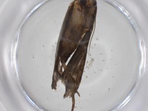  ( - CBG-A34600-D08)  @11 [ ] CreativeCommons - Attribution Share - Alike (2024) Centre for Biodiversity Genomics Centre for Biodiversity Genomics