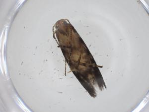  ( - CBG-A34603-F07)  @11 [ ] CreativeCommons - Attribution Share - Alike (2024) Centre for Biodiversity Genomics Centre for Biodiversity Genomics