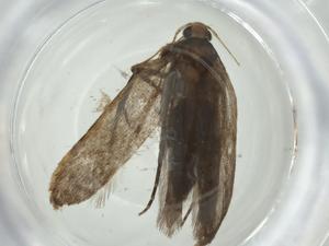  ( - CBG-A34710-H05)  @11 [ ] CreativeCommons - Attribution Share - Alike (2024) Centre for Biodiversity Genomics Centre for Biodiversity Genomics