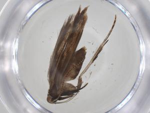  ( - CBG-A34711-G11)  @11 [ ] CreativeCommons - Attribution Share - Alike (2024) Centre for Biodiversity Genomics Centre for Biodiversity Genomics