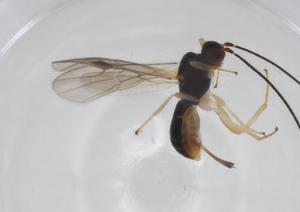  ( - CBG-A34718-C09)  @11 [ ] CreativeCommons - Attribution Share - Alike (2024) Centre for Biodiversity Genomics Centre for Biodiversity Genomics