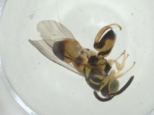  ( - CBG-A34732-B07)  @11 [ ] CreativeCommons - Attribution Share - Alike (2024) Centre for Biodiversity Genomics Centre for Biodiversity Genomics