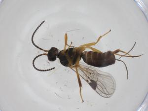  ( - CBG-A34736-D10)  @11 [ ] CreativeCommons - Attribution Share - Alike (2024) Centre for Biodiversity Genomics Centre for Biodiversity Genomics