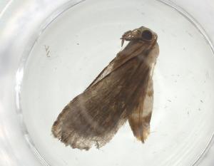  ( - CBG-A34738-A12)  @11 [ ] CreativeCommons - Attribution Share - Alike (2024) Centre for Biodiversity Genomics Centre for Biodiversity Genomics