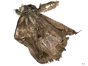  ( - CBG-A35139-A05)  @11 [ ] CreativeCommons - Attribution Share Alike (2024) CBG Photography Group Centre for Biodiversity Genomics