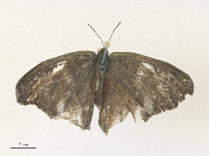  ( - CBG-A35140-A03)  @11 [ ] CreativeCommons - Attribution Share - Alike (2024) CBG Photography Group Centre for Biodiversity Genomics