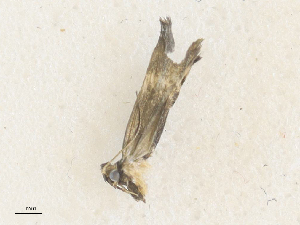  ( - CBG-A35140-E03)  @11 [ ] CreativeCommons - Attribution Share - Alike (2024) CBG Photography Group Centre for Biodiversity Genomics