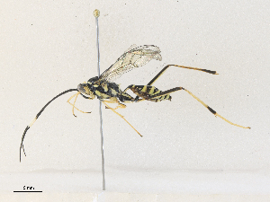  ( - CBG-A35199-C04)  @11 [ ] CreativeCommons - Attribution Share - Alike (2024) CBG Photography Group Centre for Biodiversity Genomics