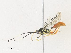  ( - CBG-A36770-E08)  @11 [ ] CreativeCommons - Attribution Share - Alike (2024) CBG Photography Group Centre for Biodiversity Genomics