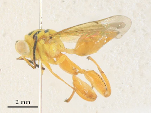  ( - CBG-A36771-E02)  @11 [ ] CreativeCommons - Attribution Share - Alike (2024) CBG Photography Group Centre for Biodiversity Genomics