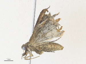  ( - CBG-A36772-E09)  @11 [ ] CreativeCommons - Attribution Share - Alike (2024) CBG Photography Group Centre for Biodiversity Genomics