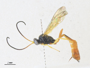  (ichJanzen01 Janzen1609 - CBG-A36772-F09)  @11 [ ] CreativeCommons - Attribution Share - Alike (2024) CBG Photography Group Centre for Biodiversity Genomics