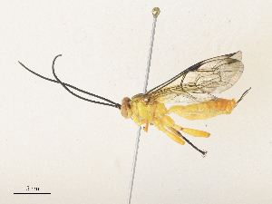  (Neotheronia malaise0734 - CBG-A36817-G08)  @11 [ ] CreativeCommons - Attribution Share - Alike (2024) CBG Photography Group Centre for Biodiversity Genomics